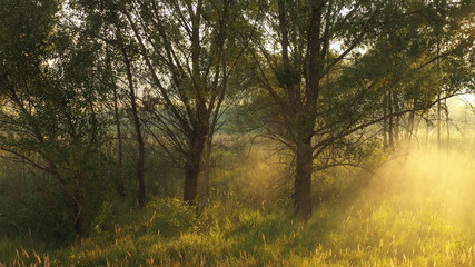 Fototapeta na wymiar Dawn over the morning summer blurred meadow.