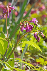 Frühlings-Platterbse