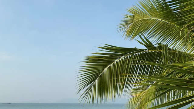 Summer beach background palm trees against blue sky banner panorama, tropical travel destination.
