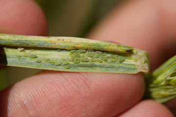 Russian wheat aphid on wheat leaf