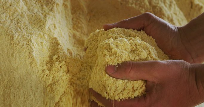 Close up shot of an young successful man farmer is controlling with his hands mulched biologic corn flour. Concept: agriculture, nature, farming, cultivation, bio and eco food