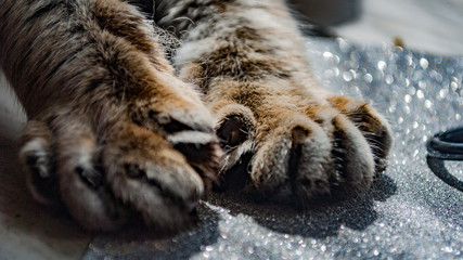 cat`s paw © Мария Морозова