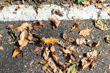 dry leaves on the road
