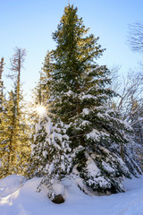 Forêt de Font-romeu