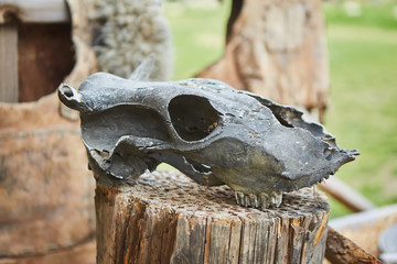 The old skull of a wild animal