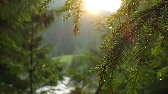 Sun beams pouring through trees in a pine forest
