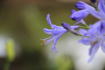 blue iris flower