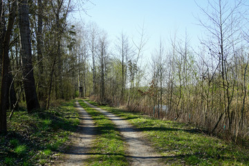 Fototapeta na wymiar Waldweg in der Auenlandschaft, Wald, Natur, Erholungsgebiet, Spazieren gehen