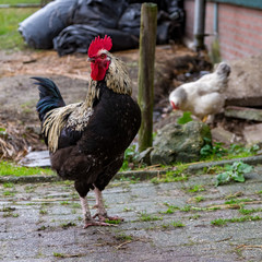 free range chicken rooster in the bio farm
