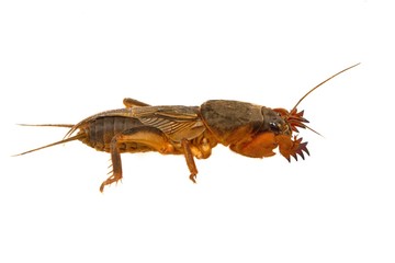 European mole cricket isolated on a white background.