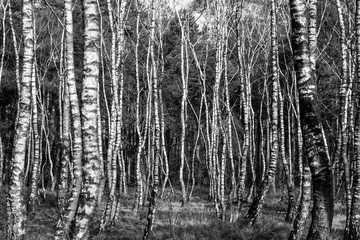 black and white texture of birch in the woods