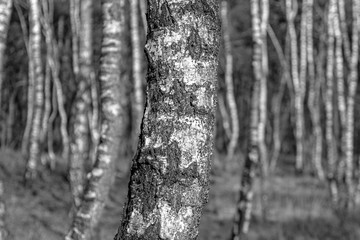 shallow depth of field birch tree in black and white