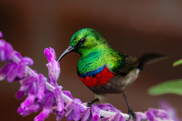 Fynbos southern double-collared sunbird - Cinnyris chalybeus