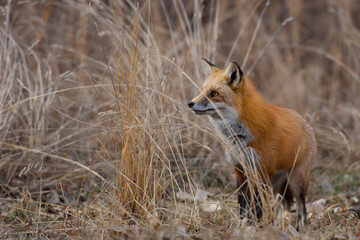Naklejka na ściany i meble Red Fox taken in central Colorado in the wild