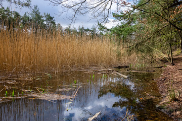reeds in the forest lake