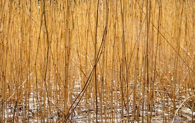 close-up texture of reeds in the water