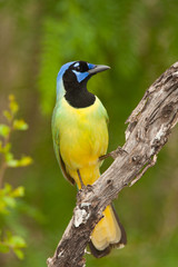 Green Jay taken in southern Texas in the wild