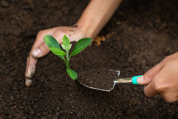 Women who are planting and caring for seedlings will be strong trees. Concept of world environment day, care for seedlings to grow, preserve the world, plant trees to reduce global warming, Earth Day.