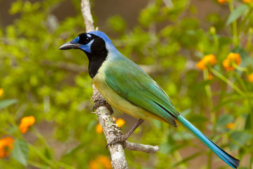 Green Jay taken in southern Texas in the wild