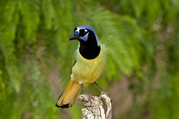 Green Jay taken in southern Texas in the wild