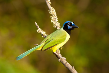 Green Jay taken in southern Texas in the wild