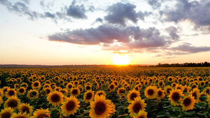 Sunflower field at sunset. summer colored landscape.