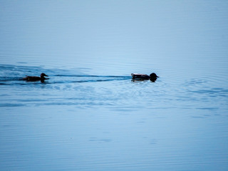 duck against the background of blue water