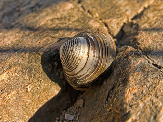 River Shell on Rock