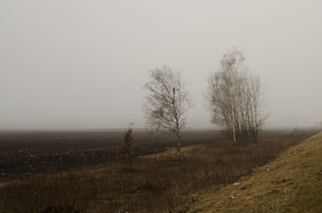 foggy morning on the landscape