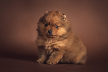 Cute little Pomeranian puppy on brown background