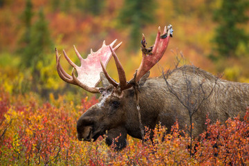 Moose bull sheding velvet taken in Denali NP Alaska