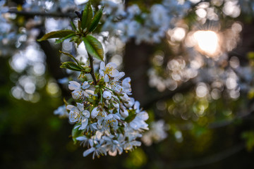 frühling 2020-14