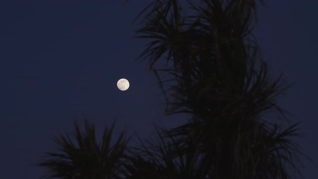 A supermoon behind a palm tree in Cornwall, England.
(Shot on Arri Alexa Mini LF)