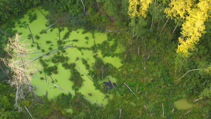 Green swamp in the forest. duckweed covers the entire surface of the water.
