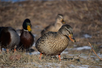 Fototapeta premium Beautiful birds in cold weather