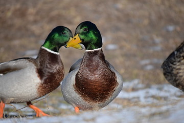 Beautiful birds in cold weather