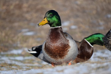 Beautiful birds in cold weather