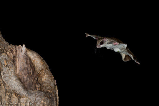 Southern Flying Squirrel Gliding To Landing Taken In Southern MN Under Controlled Conditions