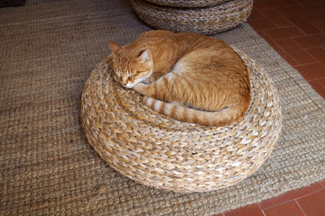 The red sleeping cat in the circle twigged sitting on the street on the sunny day