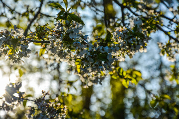 frühling 2020-10