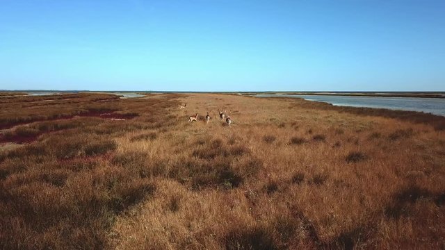 aerial view of deers in the autumn steppe, sika deers in the autumn steppe, Herd of deer in autumn steppe aerial, aerial view of deers in the wild