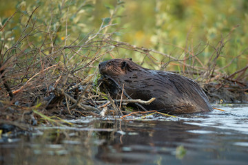 American Beaver building dam taken in central Alaska