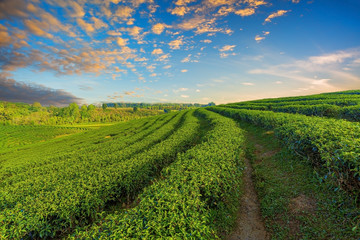 Fototapeta na wymiar Tea plantation landscape at sunrise,Panoramic view Sunrise and mist on mountain view at the north of thailand