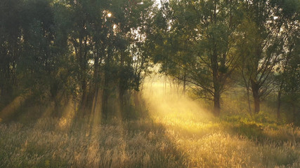 Fototapeta na wymiar Dawn over the morning summer blurred meadow.