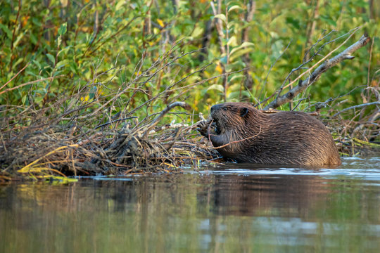 American Beaver dam taken in central Alaska