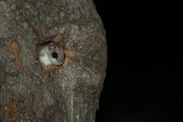 Southern Flying Squirrel in natural cavity taken in southern MN in the wild