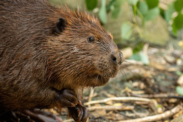 American Beaver eating in water taken in southern MN