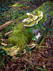 Woodland log covered in moss and fungus 