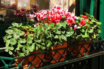 Decorative flower planters on a garden's fence.