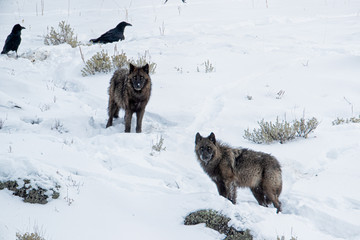 Obraz premium Gray Wolf wapitti pack taken in yellowstone NP
